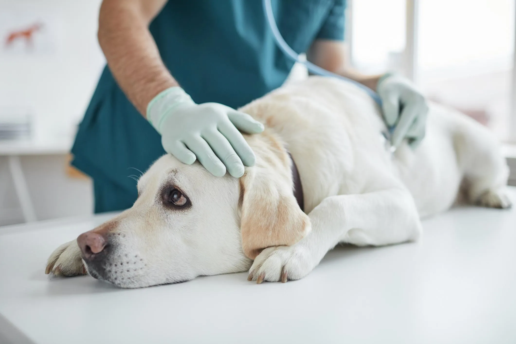 Veterinarios